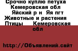 Срочно куплю петуха - Кемеровская обл., Яйский р-н, Яя пгт Животные и растения » Птицы   . Кемеровская обл.